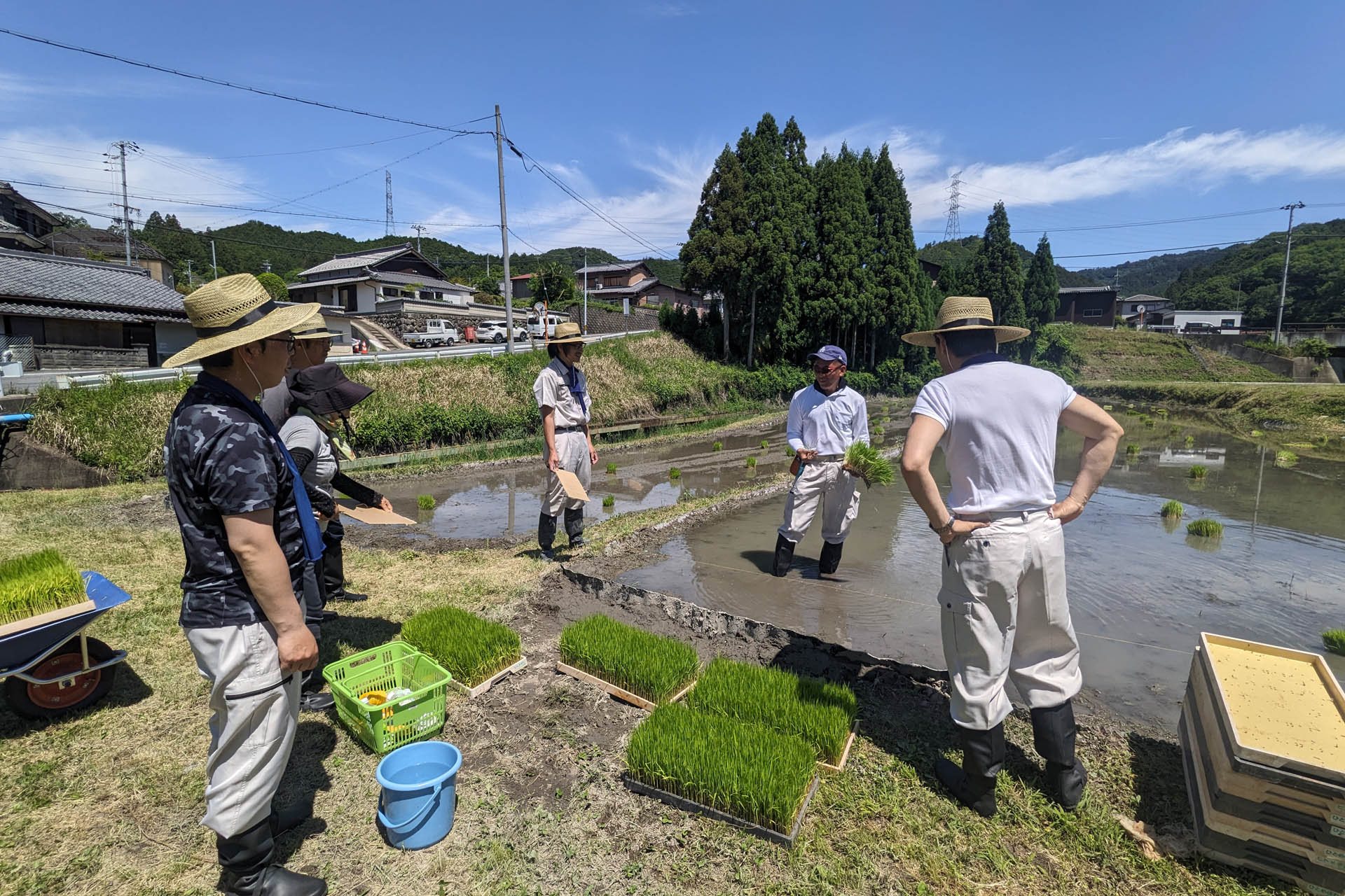 大淀町の田んぼ