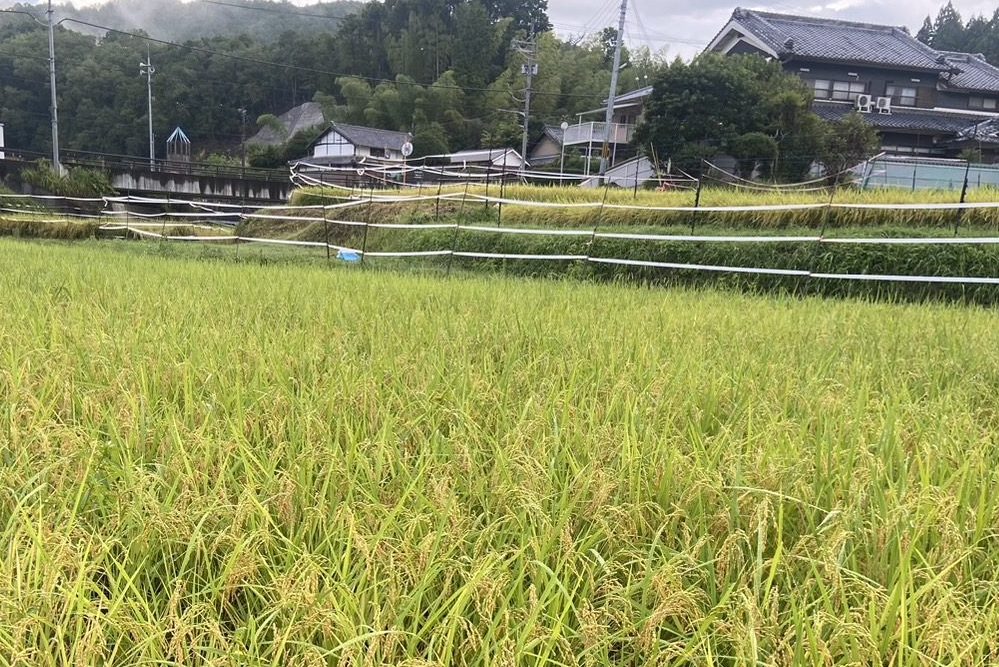 9/16(祝)に大淀町で稲刈りを予定。見学予約受付中