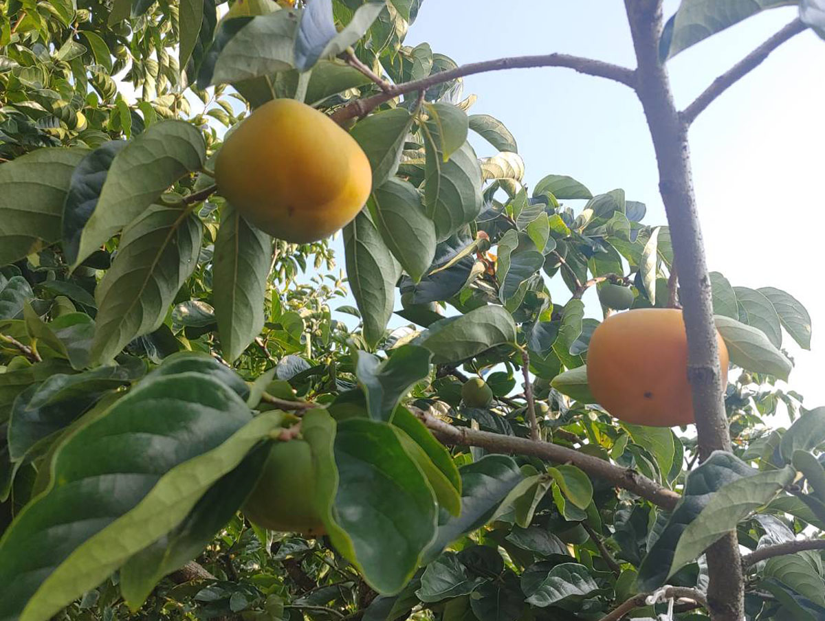 2024年 柿農園 ①】柿の名産地、和歌山かつらぎ町で柿の収穫が始まり