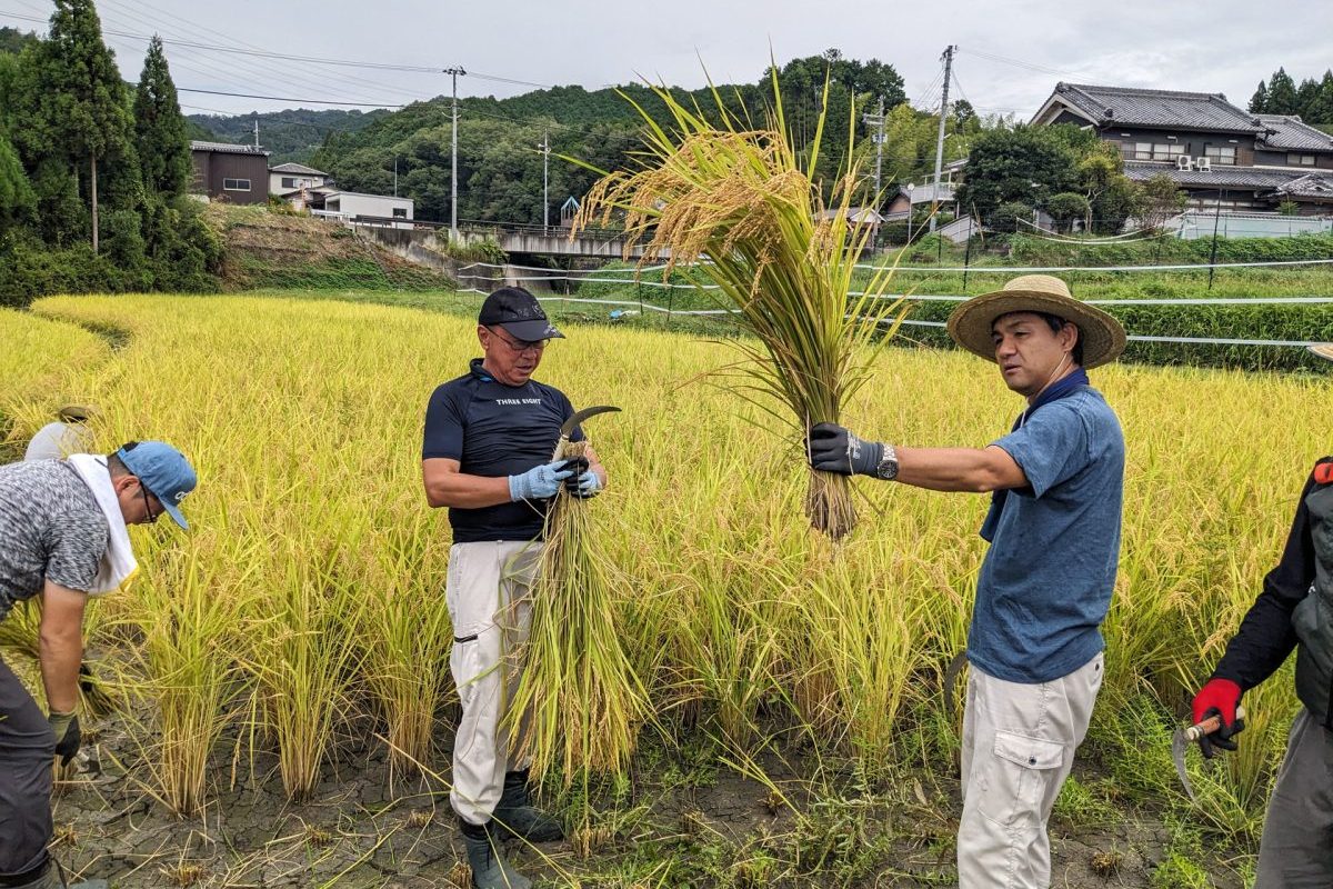 【稲作体験記 ②稲刈り】手鎌で稲を刈り、稲を束ねて稲架掛け