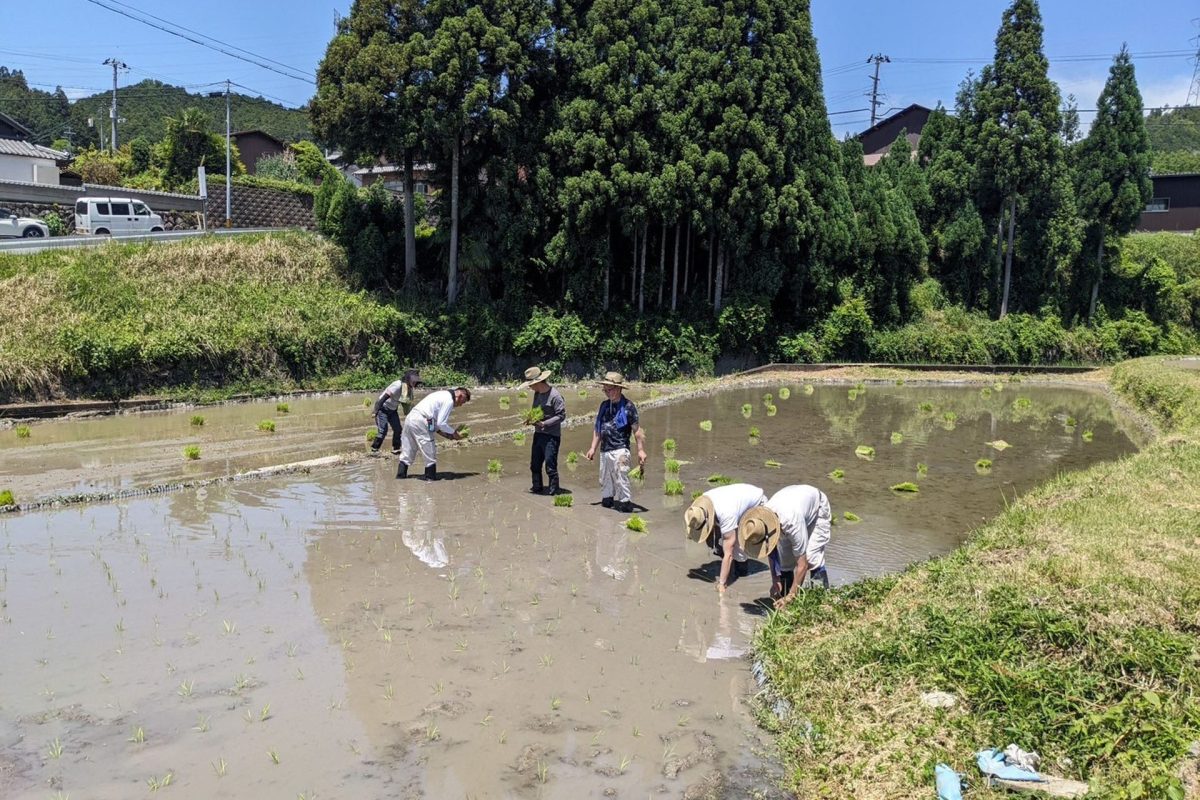 【稲作体験記 ①田植え】苗を手植え・無農薬で育てる!