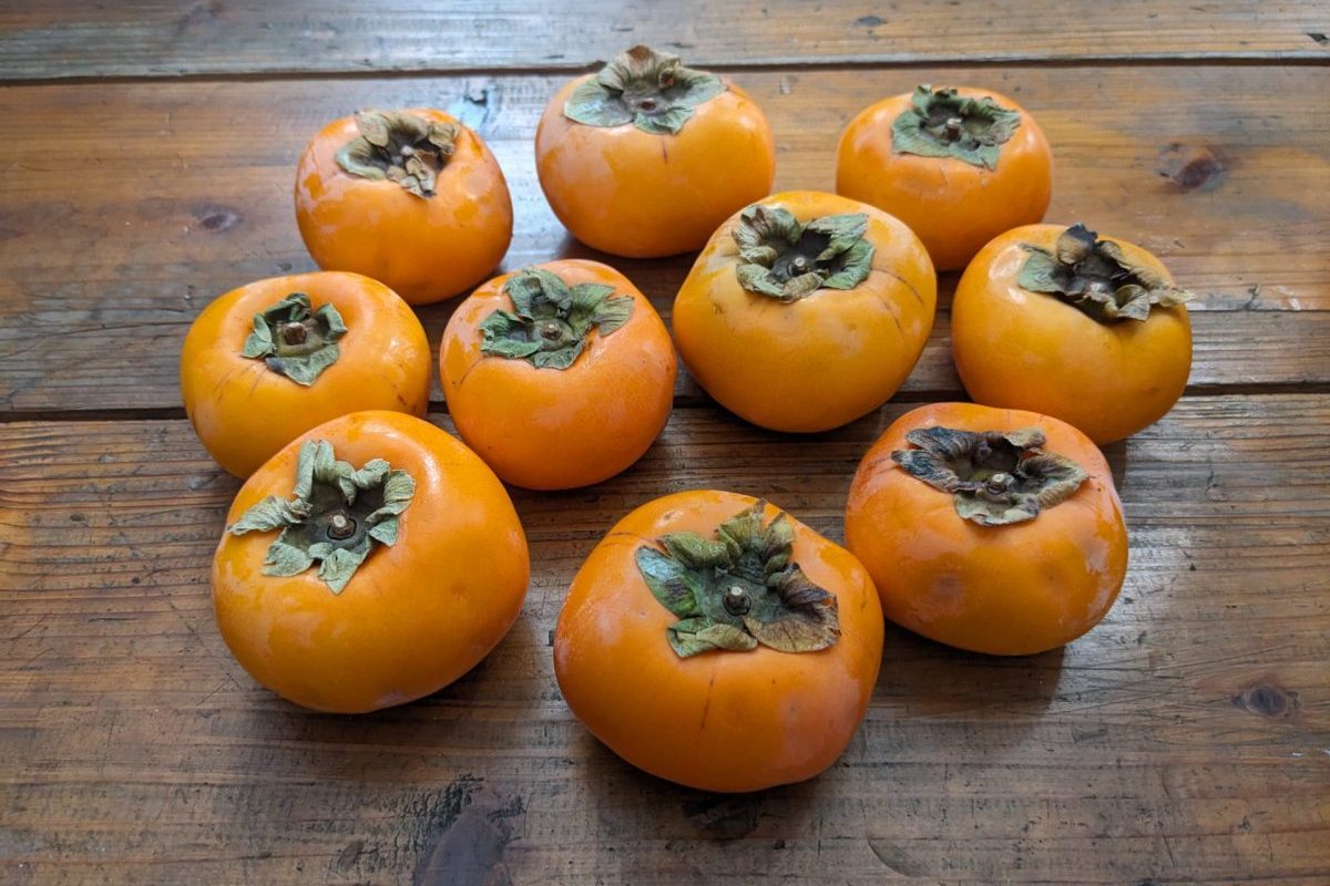 嫌いだった柿を40年ぶりに食べてみたら・・・(10/5の柿の収穫手伝ってくだ祭に参加)