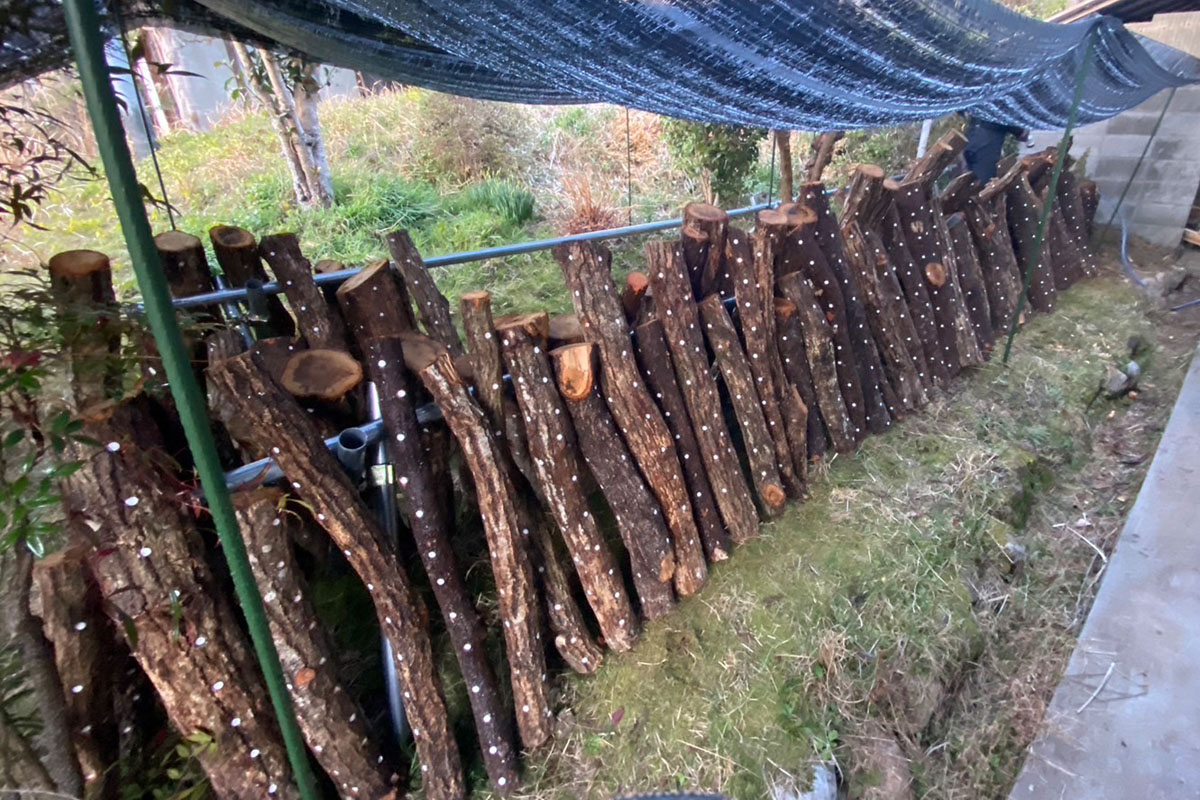 原木椎茸栽培はじめました。ついでにエノキも・・・