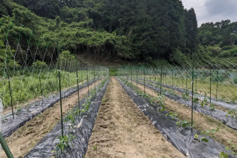 一泊二日で大阪から農業のお手伝いに行ってきました!【一日目】