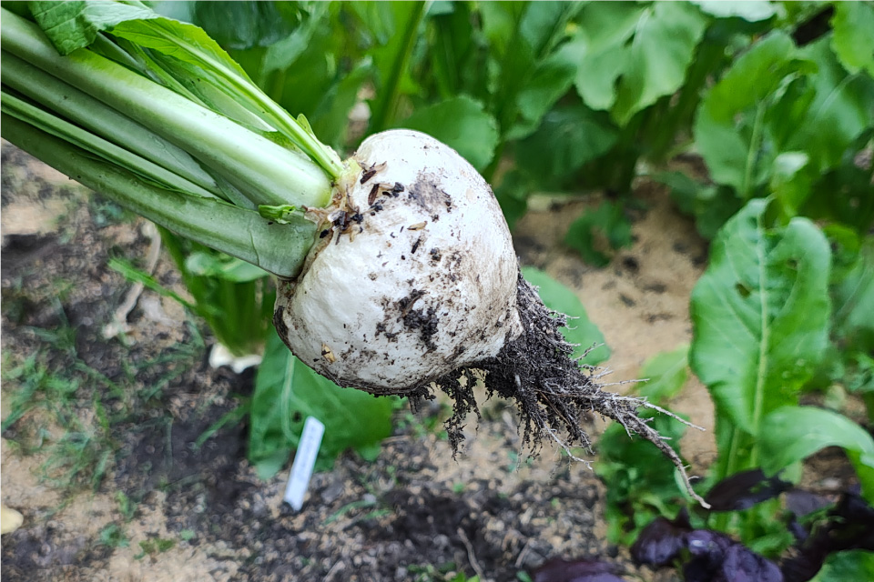 無農薬、無肥料で育てたカブ
